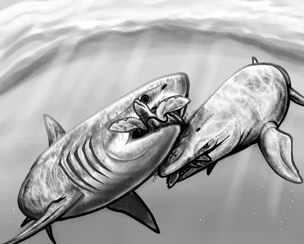 Ptychodus VS Globidens 