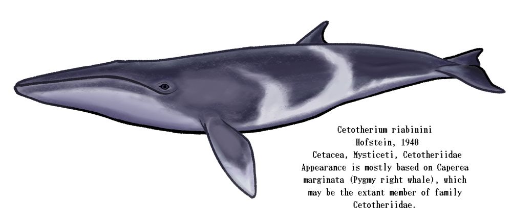 restoration of Cetotherium riabinini, small whale species