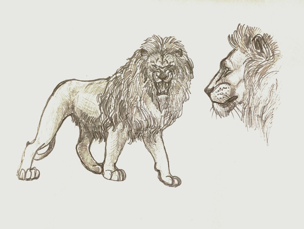 Two lion males. one of them is calm, and another one is quite enraged 