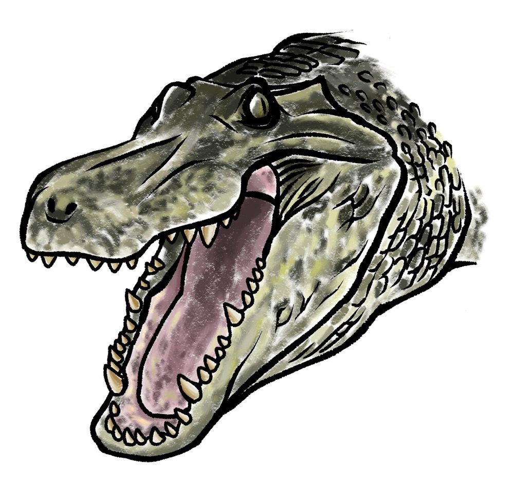 The portrait of Mahajangasuchus insignis, the large crocodile relative from late Cretaceous Madagascar. It had a flat wide skull with huge lower jaw.