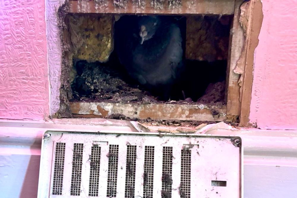 A pigeon behind a removed air vent. 