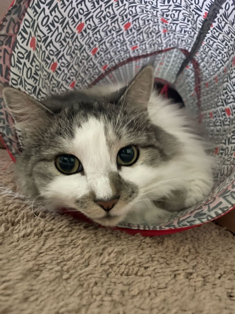 A photo of a white a patchy gray cat laying down in a fabric play tunnel