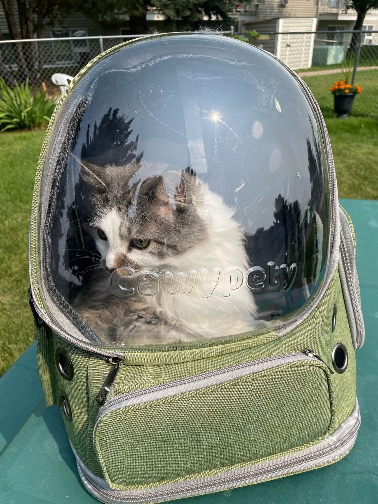 A cat in a bubble backpack looking out inquisitively