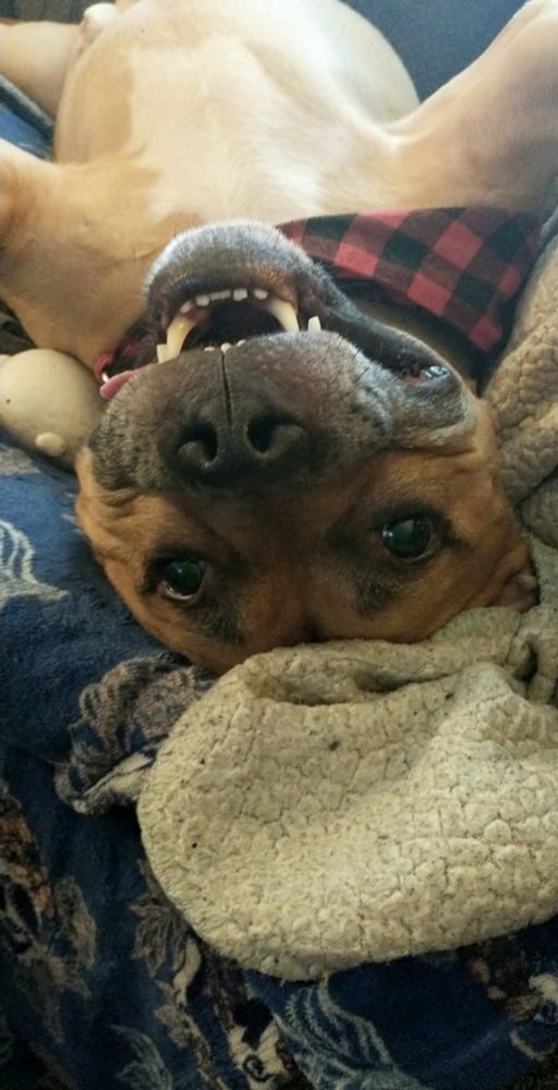A tan colored American Staffordshire Terrier/Boxer mix is laying upside down, and is looking directly at the camera smiling in a playful manner. The dog, named Ham has a white star burst pattern on his chest, and his snout is gray with age. His red checkered bandana is around his neck
