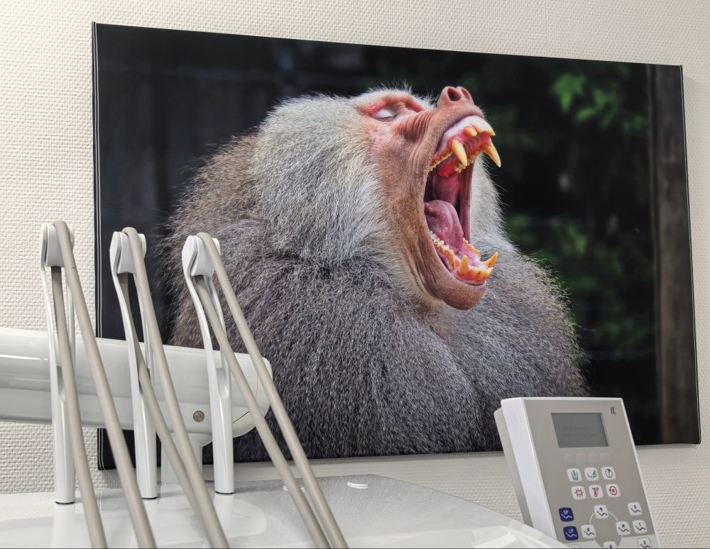 Es sind unten Teile der Bohrapparatur und ein Bedienfeld der Behandlungseinheit am Zahnarzstuhl zu sehen. Oben an der Wand ein Portraitfoto eines Pavians mit aufgerissem Maul. 