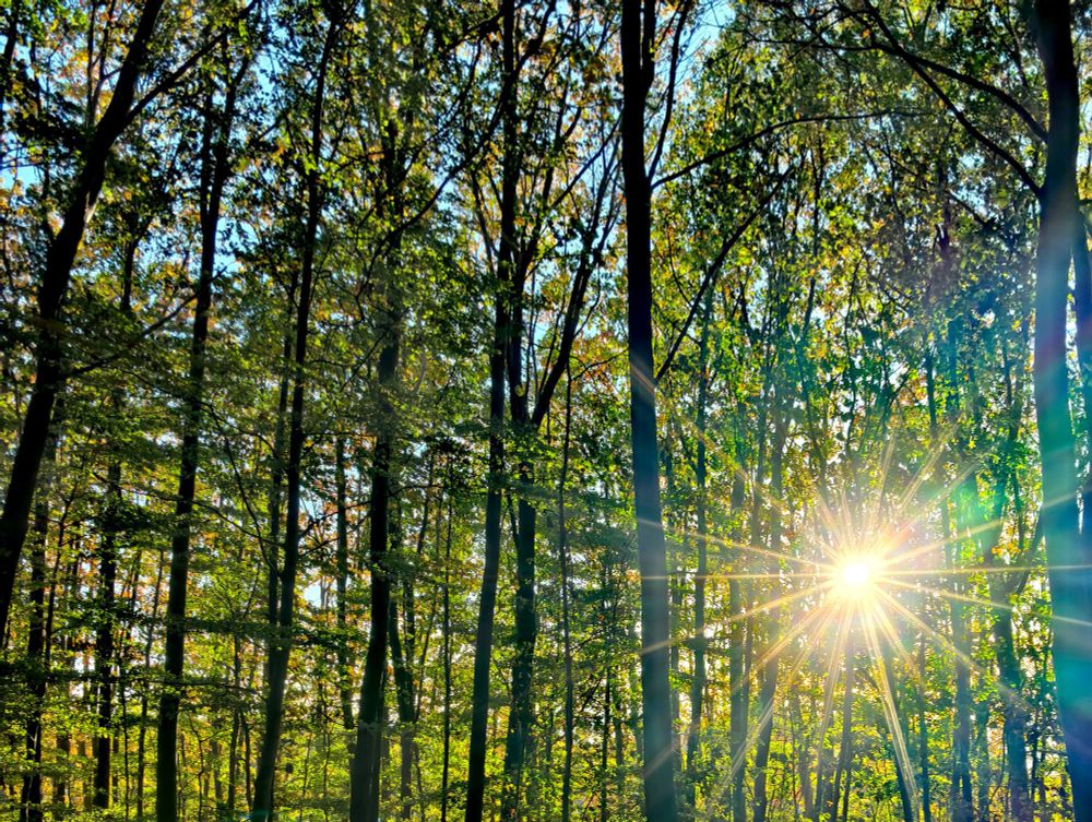 Dicht aneinander stehende Baumstämme mit grünen und braunen Blättern. Rechts unten scheint die Sonne mit Strahlenkranz durch. 