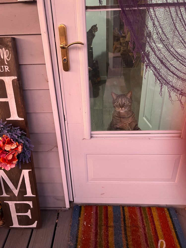 Image is a wide eyed tabby cat looking through the window of a front door. There are autumn/ Halloween decorations around the door.