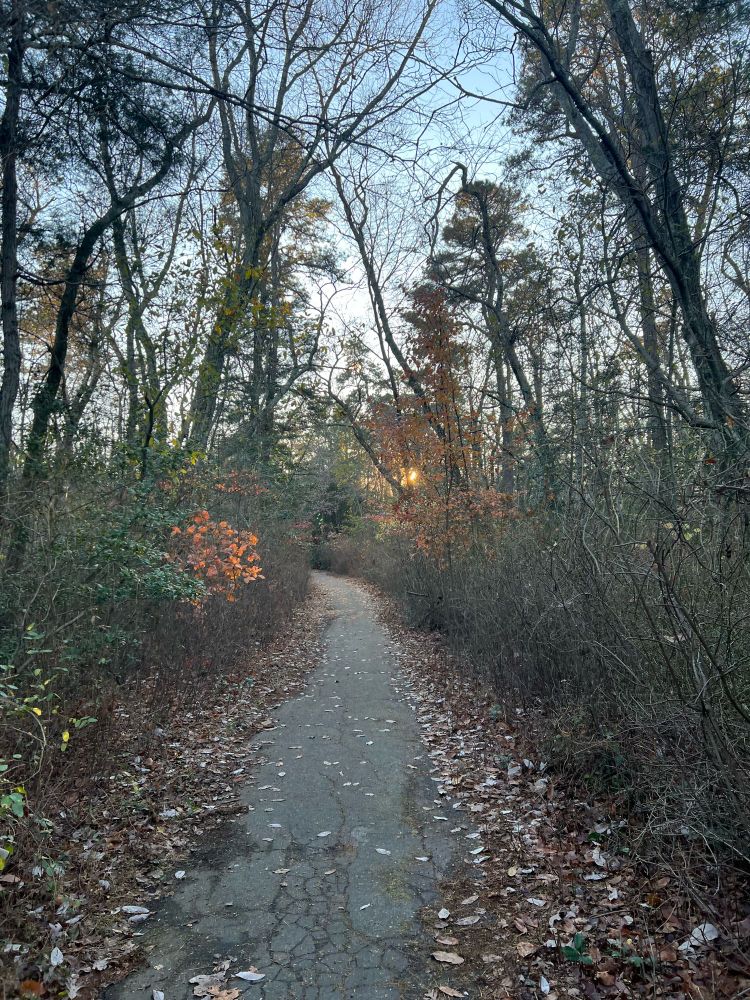 Photo of a footpath through the woods with the setting sun shining through the trees