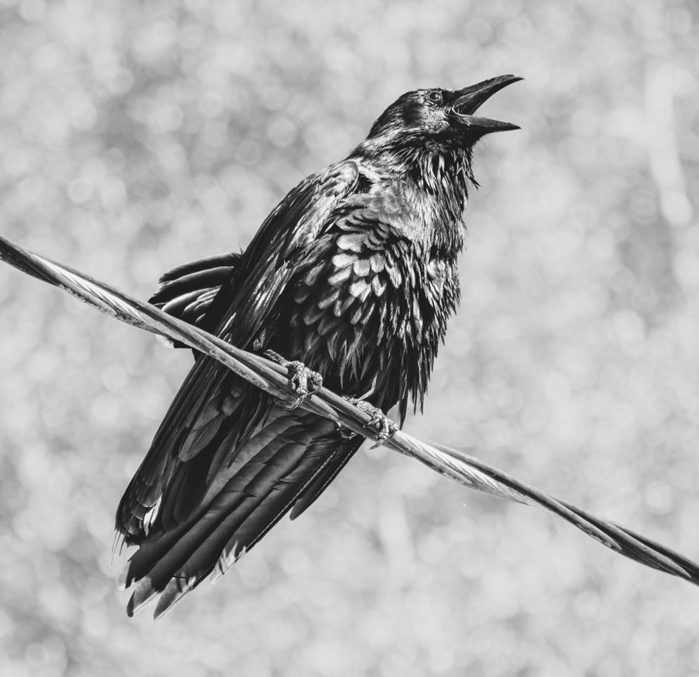 A Common Raven in monochrome, perched on a wire, bill open and feathers a little fluffed up.  Light background.