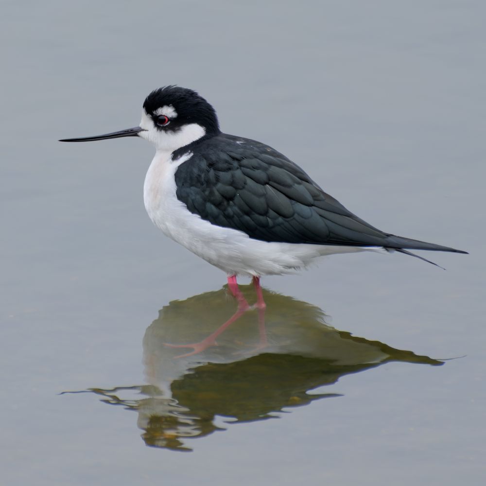 Black-necked Stilt, on calm water - pink legs showing through the clear calm water - red eye also catching a little light on this dull day.