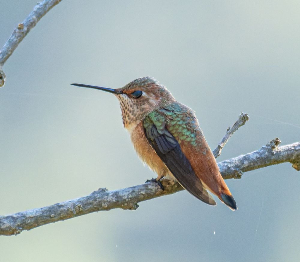 An Allen's Hummingbird, perched on a bare branch.  The very small bird has dark wings, light orange chest, darker orange lower back and iredescent green over the orange for back and head.  Long pointed bill, lighter brown on white speckles inder the bill and eye.
