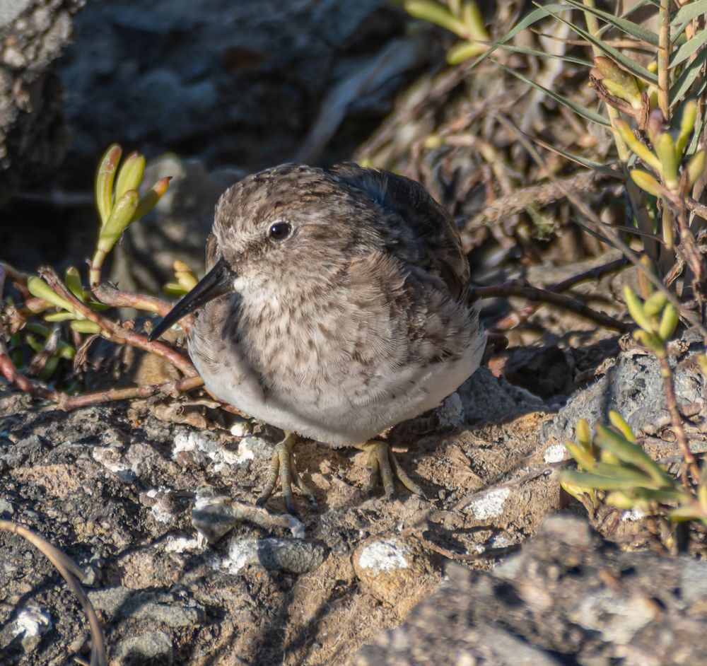 A Least Sandpiper, a very small wader standing on a rock near some pickleweed.  The bird is flecked brown and white, darker on the back and lighter underneath.  It has a pointed bill, in this shot the shadow of the bill stretches down the breast of the bird - and the sun catches its eye.  It has yellowish feet and legs, which help distinguish from the very similar Western Sandpiper.