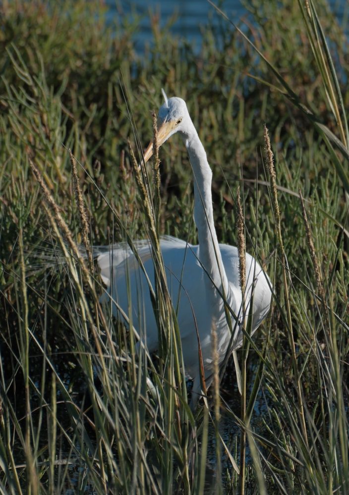 A Great Egret, a large all-white bird with a yellow bill.  Standing in amongst tall grasses at high tide.