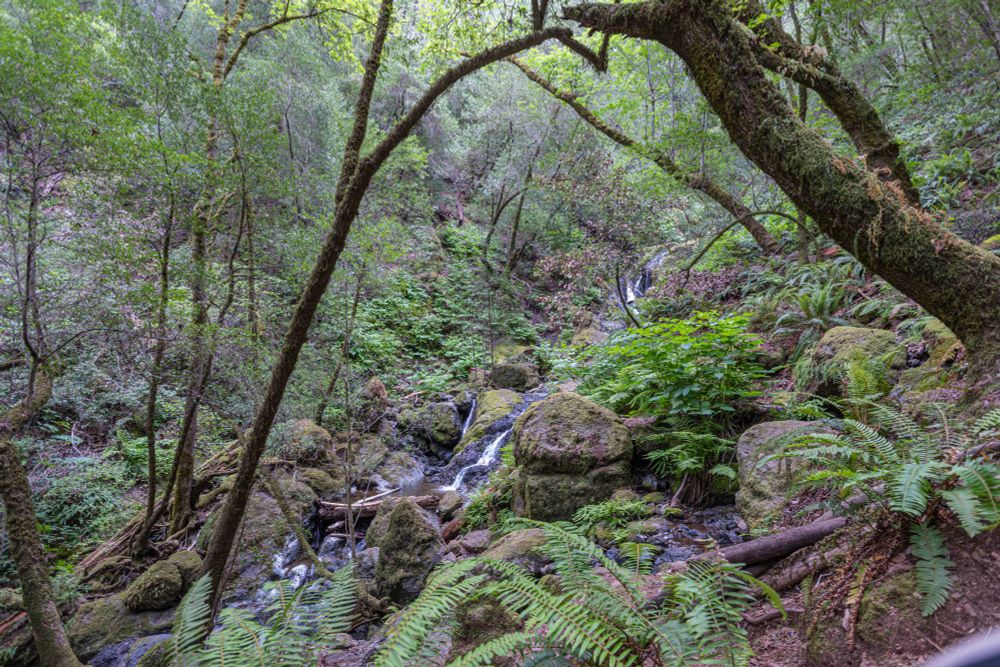 A view through a forest, with a series of small waterfalls coming down diagonal in the frame from top right to bottom left.  Framed by moss and lichen covered trees with plenty of ferns in the foreground too.  Cloudy, so no strong shadows or direct sunlight coming through.