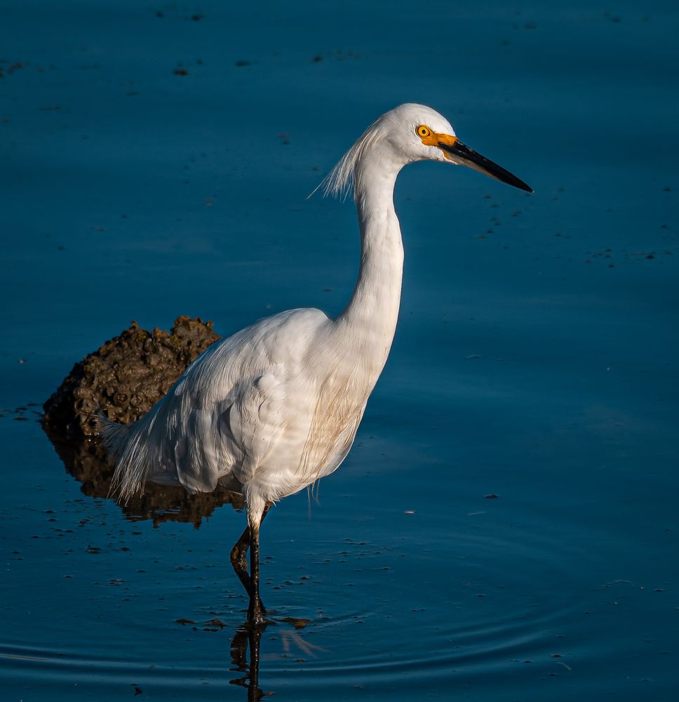A Snowy Egret, in calm water, a few ripples around its legs, a yellow foot visible through the blue water and a rock just behind it.  The bird is a medium sized, all-white bird with black bill and yellow eye and yellow from eye to bill.  Bright evening sun, some reflections of the ripples on the front of the bird giving it a contoured pattern.