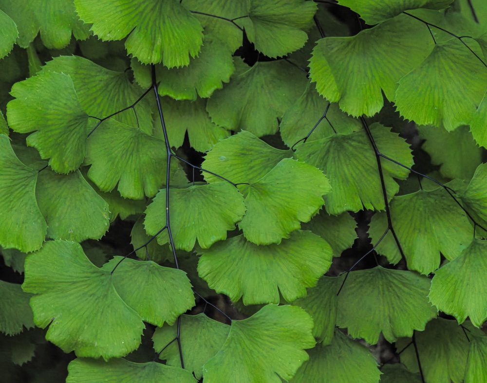 Maidenhair Fern, a green shell shaped fern on a black stem.