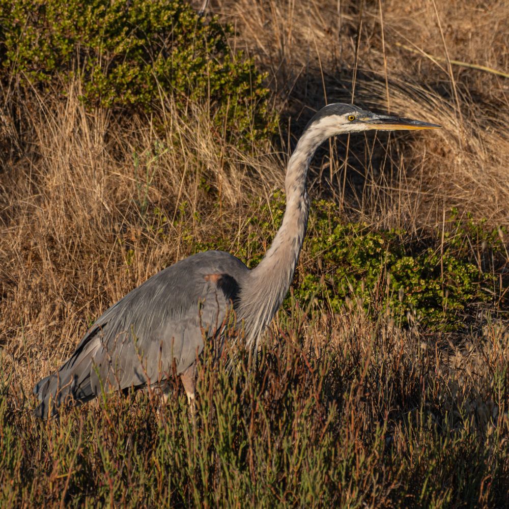 A Great Blue Heron standing in profile - facing to right of frame.  In a marshy area with pickleweed and grasses, and bushes and dry grasses behind.  Warm colours in early evening sun.  The bird is large with long legs, neck and bill - grey-blue on its back, blue-black cap, white band behind the eye and under the long bill.  Plumes hanging from lower neck.