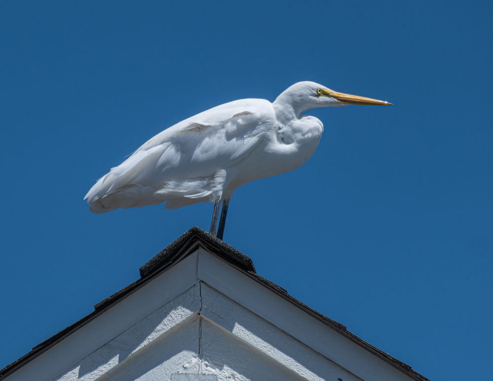 A Great Egret, a large white bird, with curled white neck, long black legs and a long, pointed yellow bill, perched on the apex of a roof against a very blue sky. Sunny day and the early afternoon sun catching the egrets rigth side, which faces the camera.