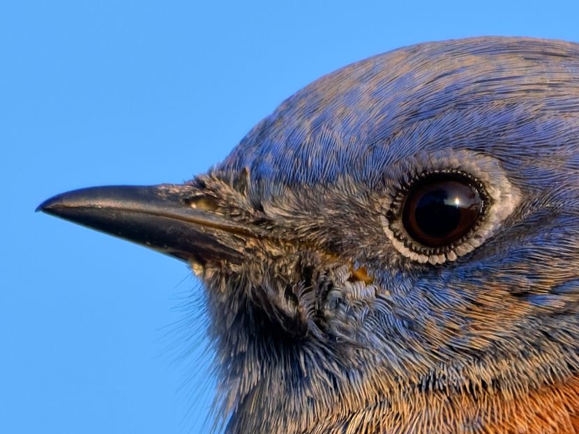 A very close up of a Western BlueBird's eye and bill.