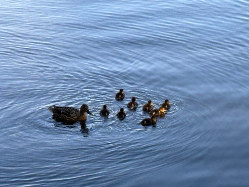 A duck and eight ducklings on a lake