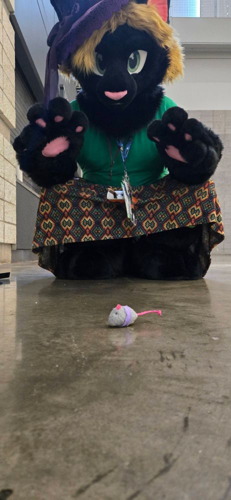 witchy kitty prepares to grab the mouse