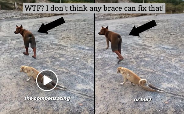 Two image screenshots from an ad for a dog leg brace. Both pictures have the same general look - two dogs, the light dog on the bottom is dragging it's rear legs as though paralyzed. The top creature is not a dog - it is an AI conglomeration  that looks like the front half of a dog with no front legs attached the legs of a dark skinned person wearing shorts that have a rottweiler tail printed on them. The second image has the mutant beast with a single human arm in place of a foreleg. 
