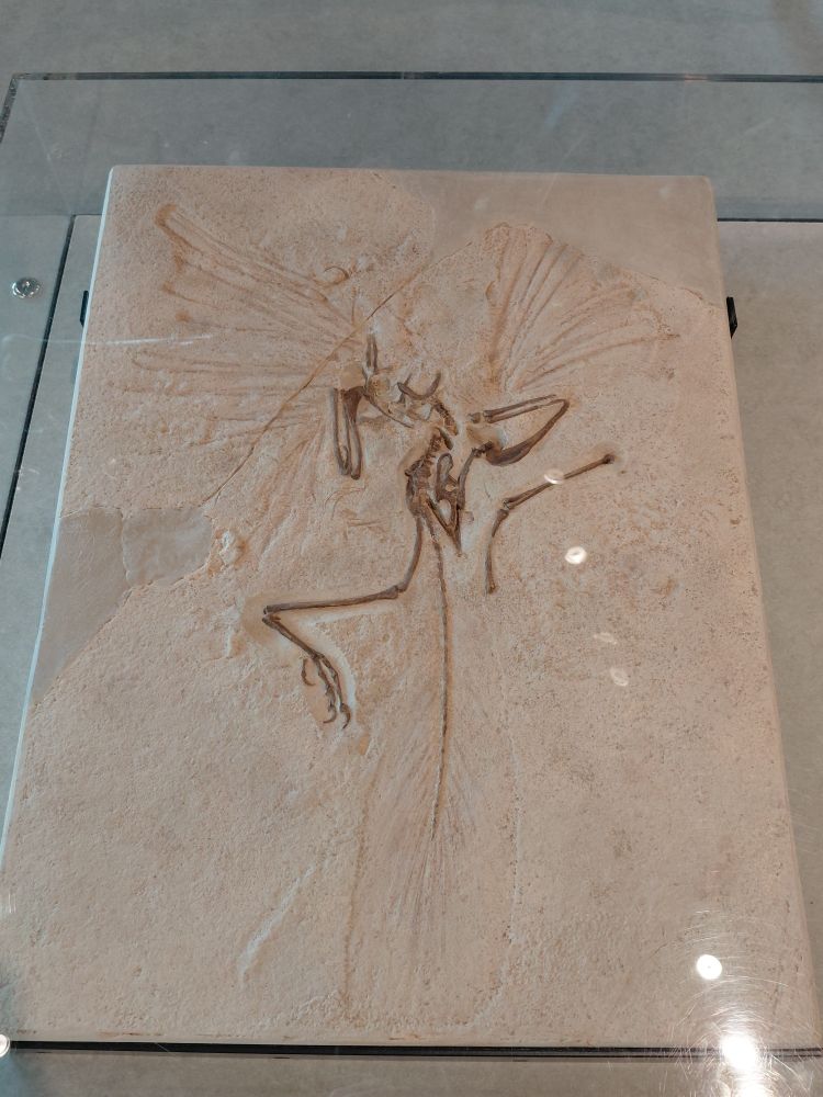 A fossil of an Archaeopteryx.