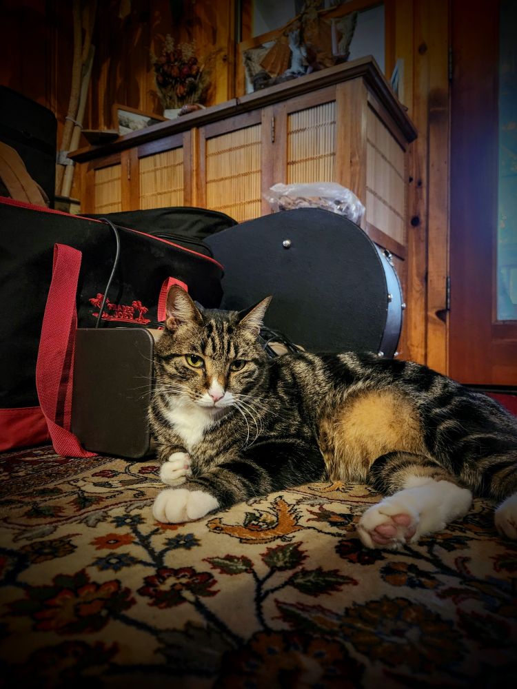 Sol the 15-pound grey tabby levels his gaze at a point just off camera. The toe-beans of his right rear leg feature.