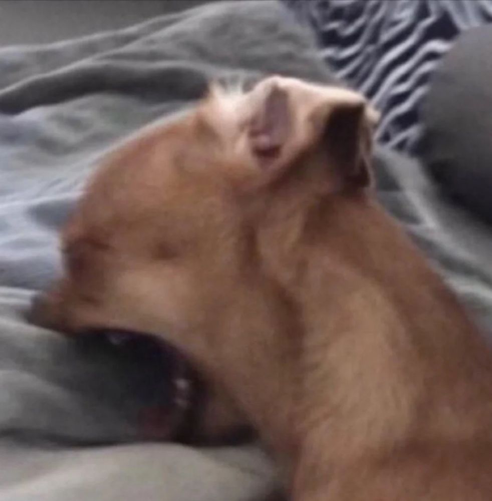 Meme image of a tan chihuahua screaming into a gray blanket/pillow with eyes squeezed shut and mouth wide open.