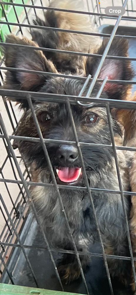 A young dog with black and brown fur and big ole bat ears
