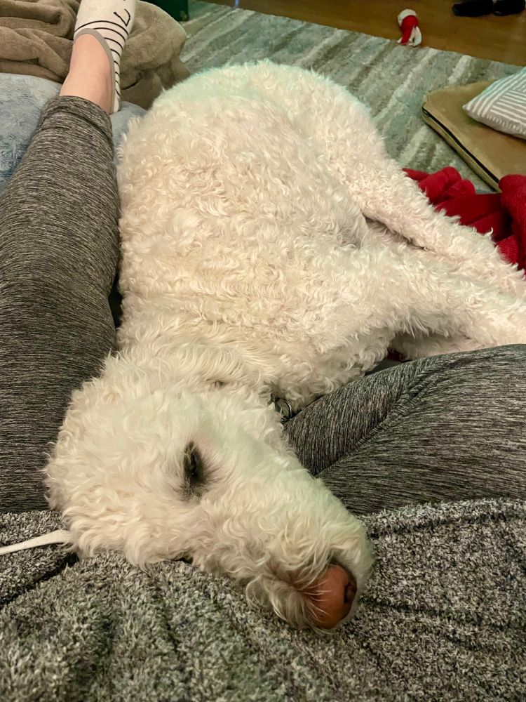 Fluffy golden doodle in my lap.