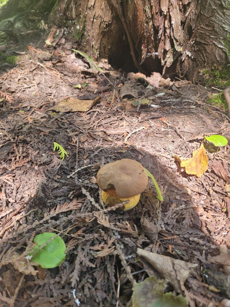 A small mushroom, it has a brown cap and yellowish stem.