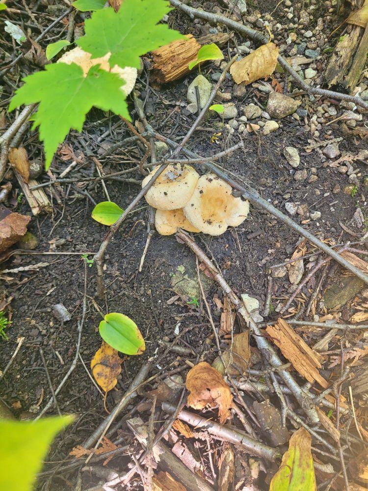 Some mushrooms in a clump, they are off white.