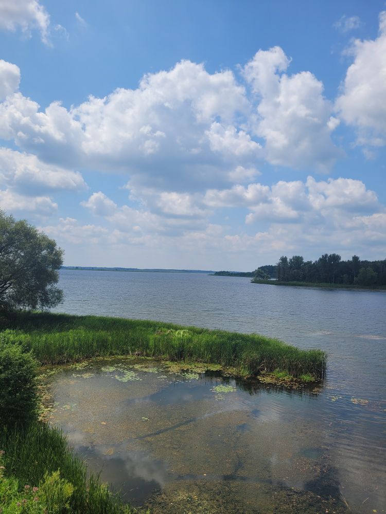 Photo taken from the top of the lookout tower at Luther Marsh, it shows the lake, with weeds and rushes at the edges, looking towards the horizon. The sky is blue with puffy clouds.