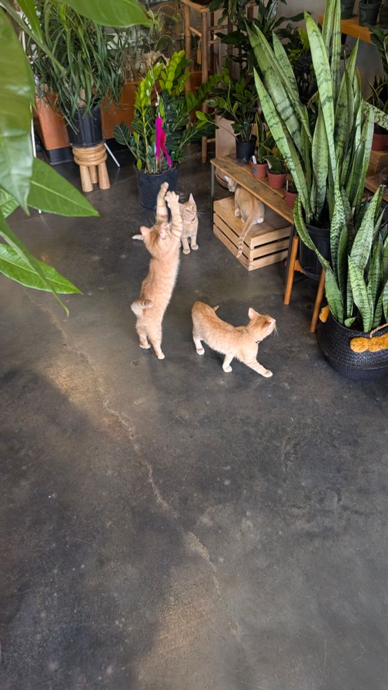 Four orange kittens playing on the dark concrete floor surrounded by plants at Hoop House in Nashville.