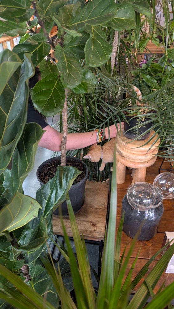 My wife reaching into plants to pet an orange kitten. You can barely see them through the plants.