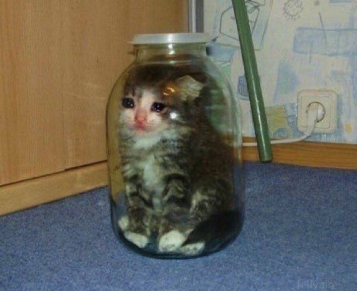 little cat trapped in a jar, looking very sad