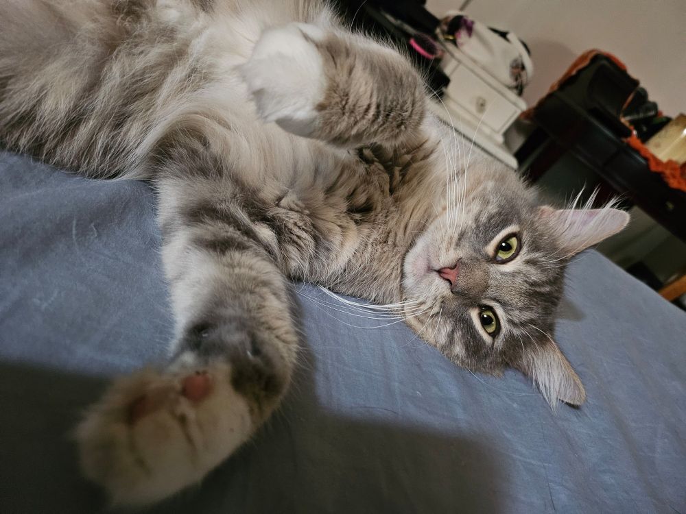 A long haired grey tabby cat with gold-green eyes and his paws extended forward