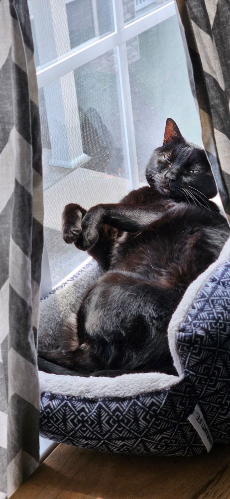 A picture of a large fluffy black cat laying belly-up in a cat bed positioned in a sunny window. He is soaking up the sunshine and loving his spoiled life, his eyes just barely open as the photographer so rudely disturbed his important slumber. 