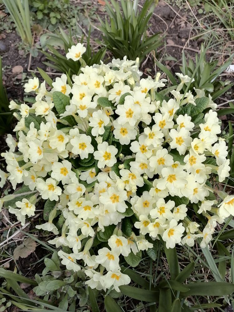 A cluster of primroses, butter-yellow towards the edges; at their centre, the colour of a blackbird's beak. 