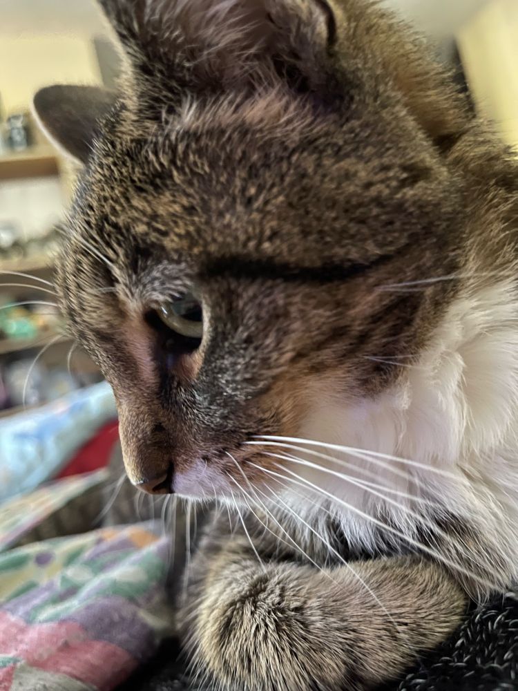 A close up photo of a grey tabby cat. It is the profile of her face. 