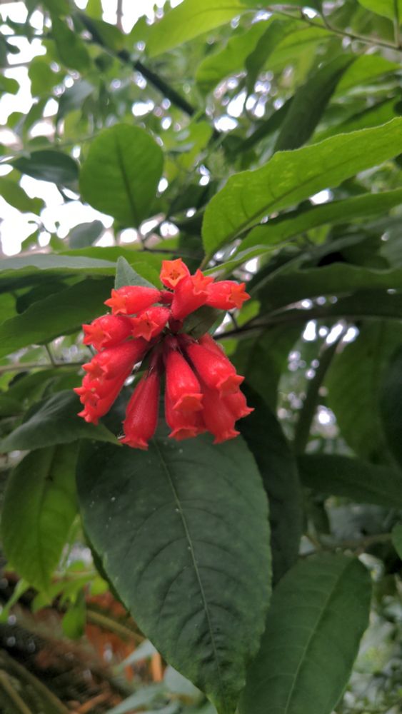 A bundle of red tube-shaped flowers