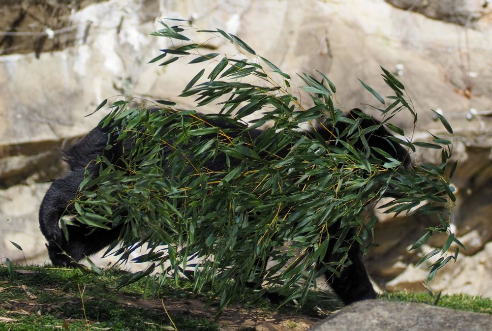 An Andean Bear, barely visible, running with a bunch of leaves on his way to take the leaves up a tree for use as nesting material.