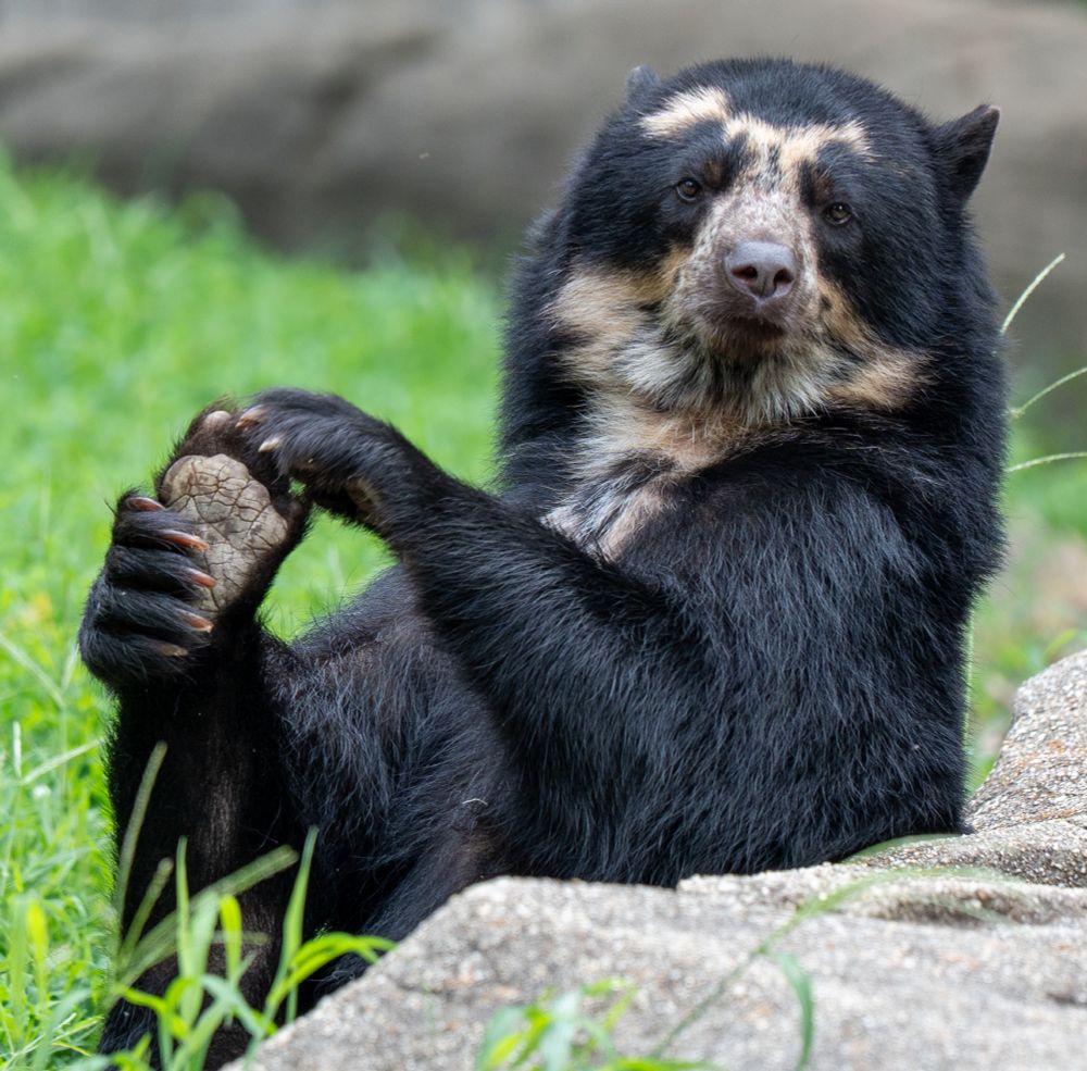 An Andean Bear with her back paw being held by her two front paws. She is looking at the photographer while sitting on grass next to rocks.