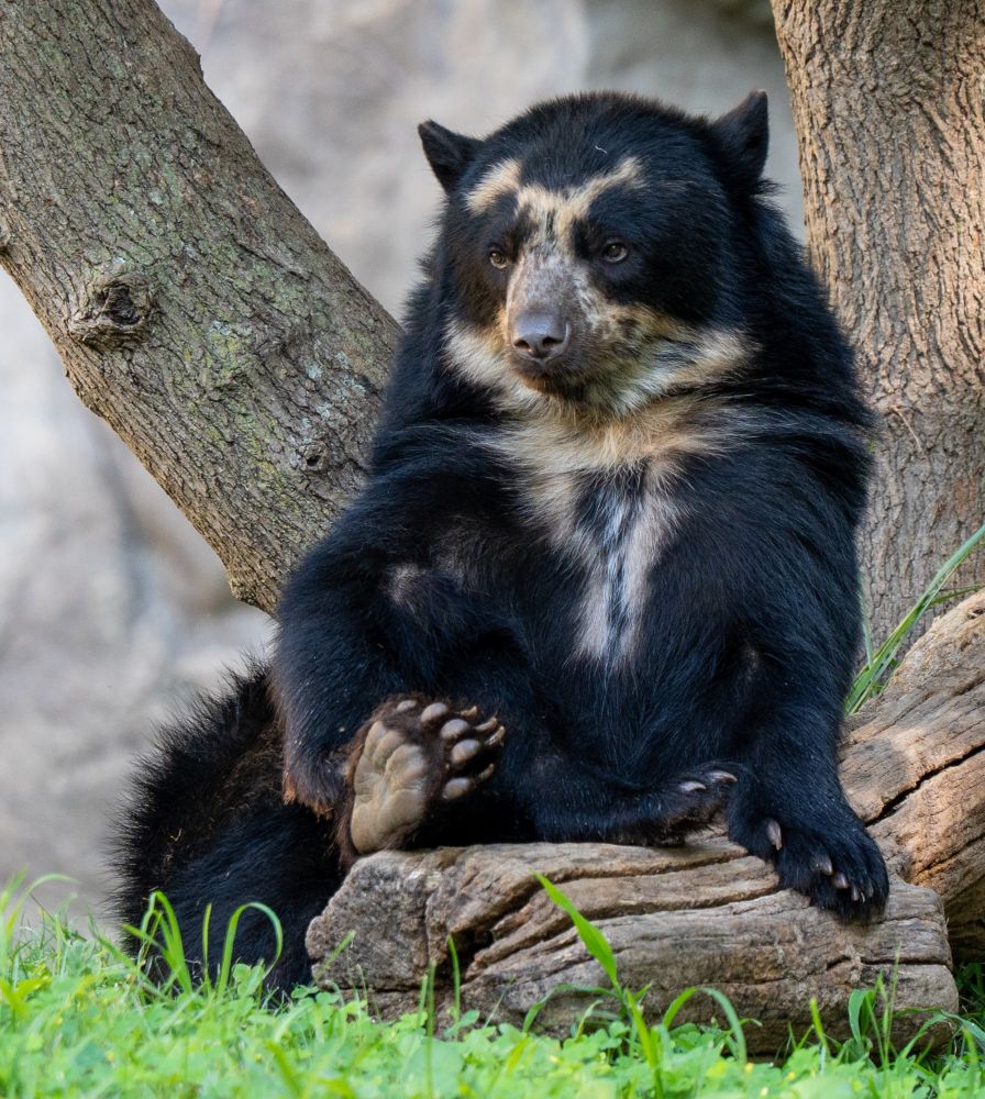 An Andean Bear lounging on a log in front of a tree. The bottom of one of her paws is propped up against the log. 