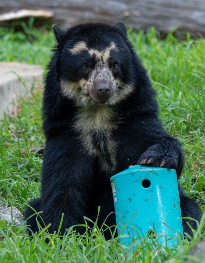 An Andean Bear looking at the photographer while holding a large enrichment item that is filled with Bear chow and peanuts.