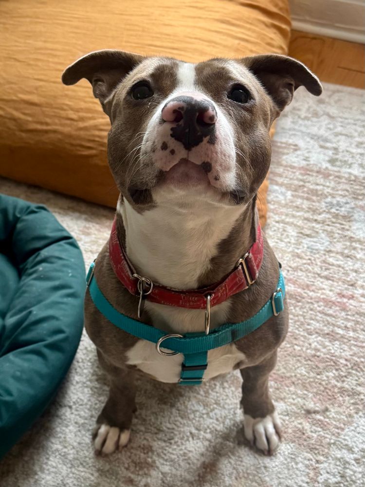 Gus, a pitbull, sitting and staring at the camera. He’s brown brindle with a white blaze from his chin to his chest. He’s the cutest boy with an overbite 
