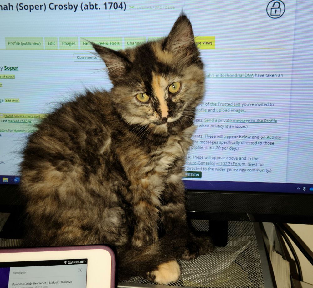 Tortie cat in front of a computer screen.
