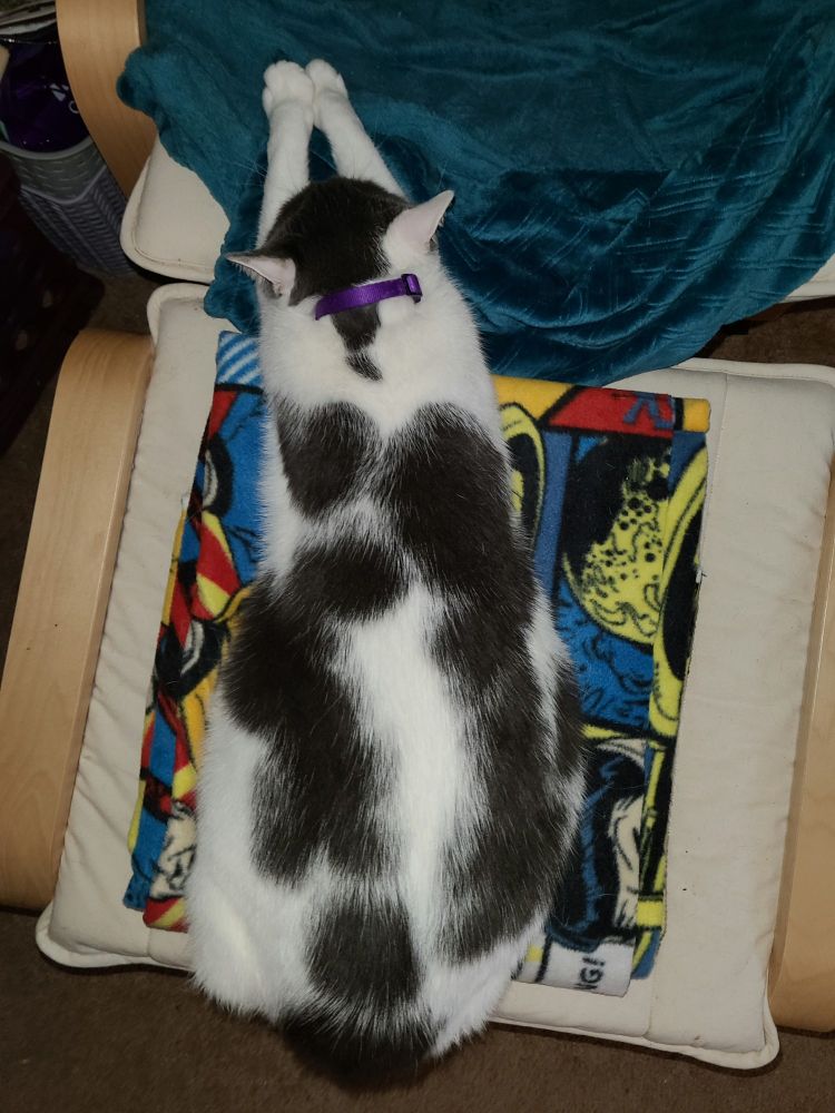 Black and white cat stretching on a chair.