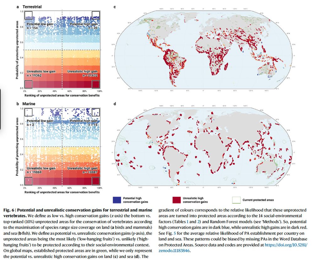 Potential and unrealistic conservation gains for terrestrial and marine
vertebrates. We define as low vs. high conservation gains (x-axis) the bottom vs.
top-ranked (10%) unprotected areas for the conservation of vertebrates according
to themaximisation of species range size coverage on land (a birds and mammals)
and sea (b fish).We define aspotential vs. unrealistic conservation gains (y-axis), the
unprotected areas being the most likely (‘low-hanging fruits’) vs. unlikely (‘highhanging
fruits’) to be protected according to their social-environmental context.
On global maps, established protected areas are in green, while we only represent
the potential vs. unrealistic high conservation gains on land (c) and sea (d). The
gradient of colours corresponds to the relative likelihood that these unprotected
areas are turned into protected areas according to the 14 social-environmental
factors (Tables 1 and 2) and Random Forest models (see ‘Methods’). So, potential
high conservation gains are in dark blue,while unrealistic high gains are in dark red.
See Fig. 5 for the average relative likelihood of PA establishment per country on
land and sea. These patterns could be biased by missing PAs in theWord Database
on Protected Areas. Source data and codes are provided at https://doi.org/10.5281/
zenodo.11183846.